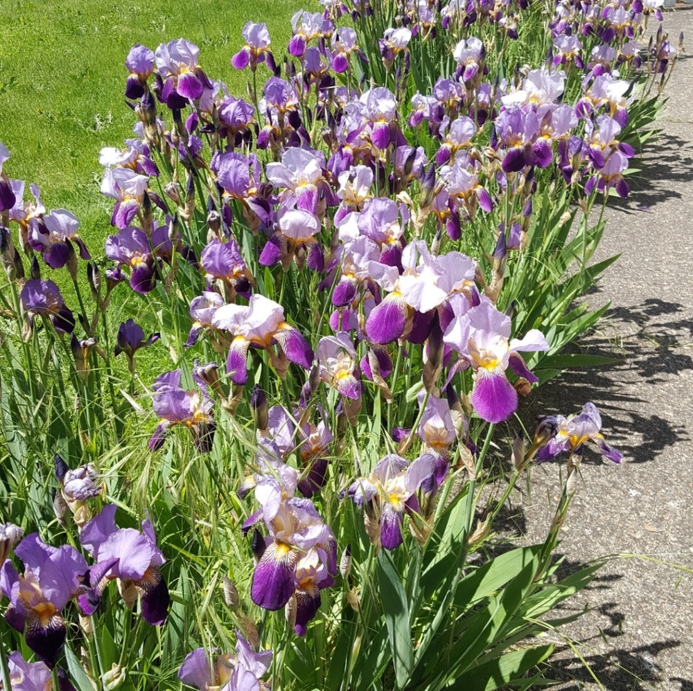 Meet your Posher, Alesia